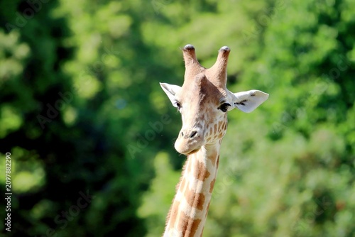 girafe