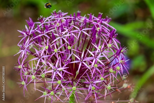 Blüte von Allium mit pinken Blütenblättern