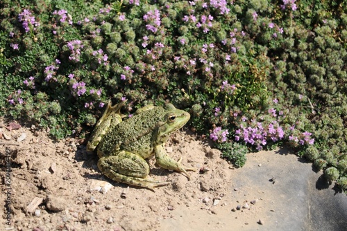 Grenouille