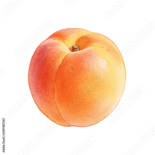 Cuadro en lienzo Vibrant Apricot: A single, ripe apricot, showcasing a soft blush of orange and yellow, is depicted with delicate watercolor strokes