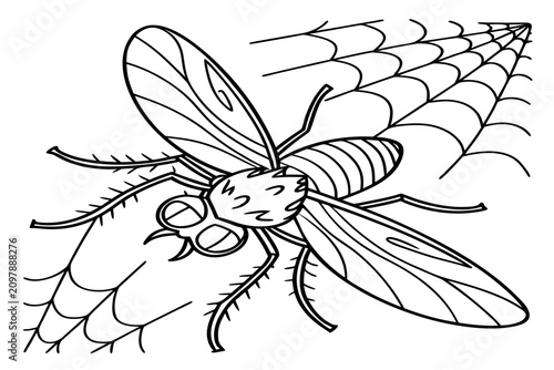 coloring page line art the halloween fly animal black vector