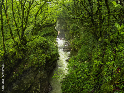 Photography Lush green forest canyon with a wild mountain stream running through a gorge