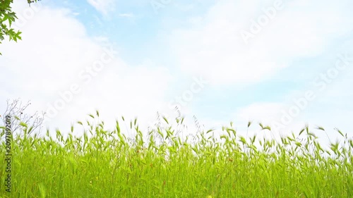 green grass and blue sky