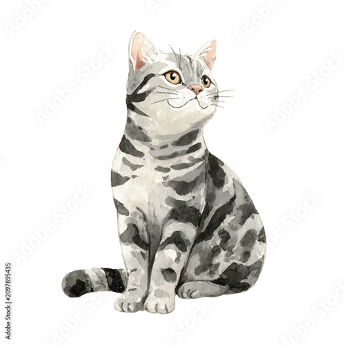 Silver Tabby Cat Sitting Upright.