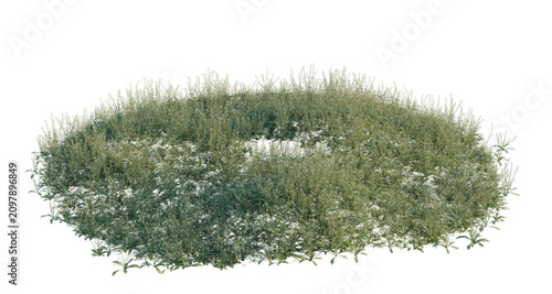 Cuadro en lienzo Capsella bursa pastoris tree shrub, plant bush, cutout, isolate transparent back