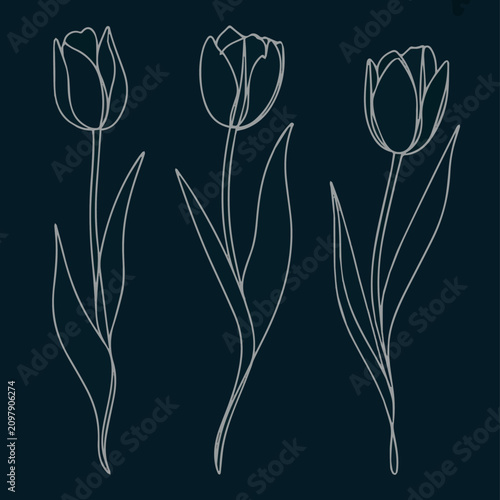 Create Set of one line tulips. Hand drawn contuor drowing of spring flowers. Modern single line art Black Background.