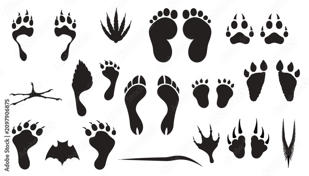 Fototapeta premium Animal footprints set. Collection of wild creature tracks and mammal paw prints for nature design.