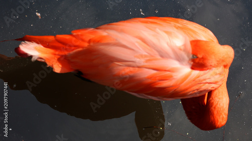 Bild auf Leinwand Flamingos or flamingoes are a type of wading bird, the only genus in the family Phoenicopteridae