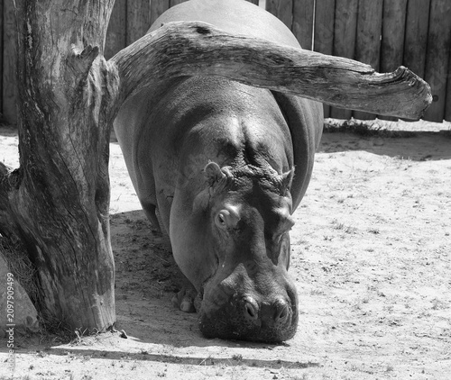 Принти на полотні Hippopotamus (Hippopotamus amphibius), or hippo, from the ancient Greek for river horse , is a large, mostly herbivorous mammal in sub-Saharan Africa