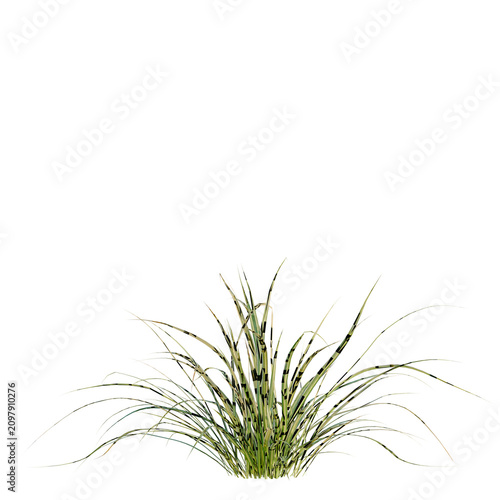 Cuadro en lienzo Japanese Sedge Grass tree, elevation, front view, cutout, transparent background, isolate, Detailed view of vibrant green grasses in a natural arrangement - perfect for landscapes and backgrounds