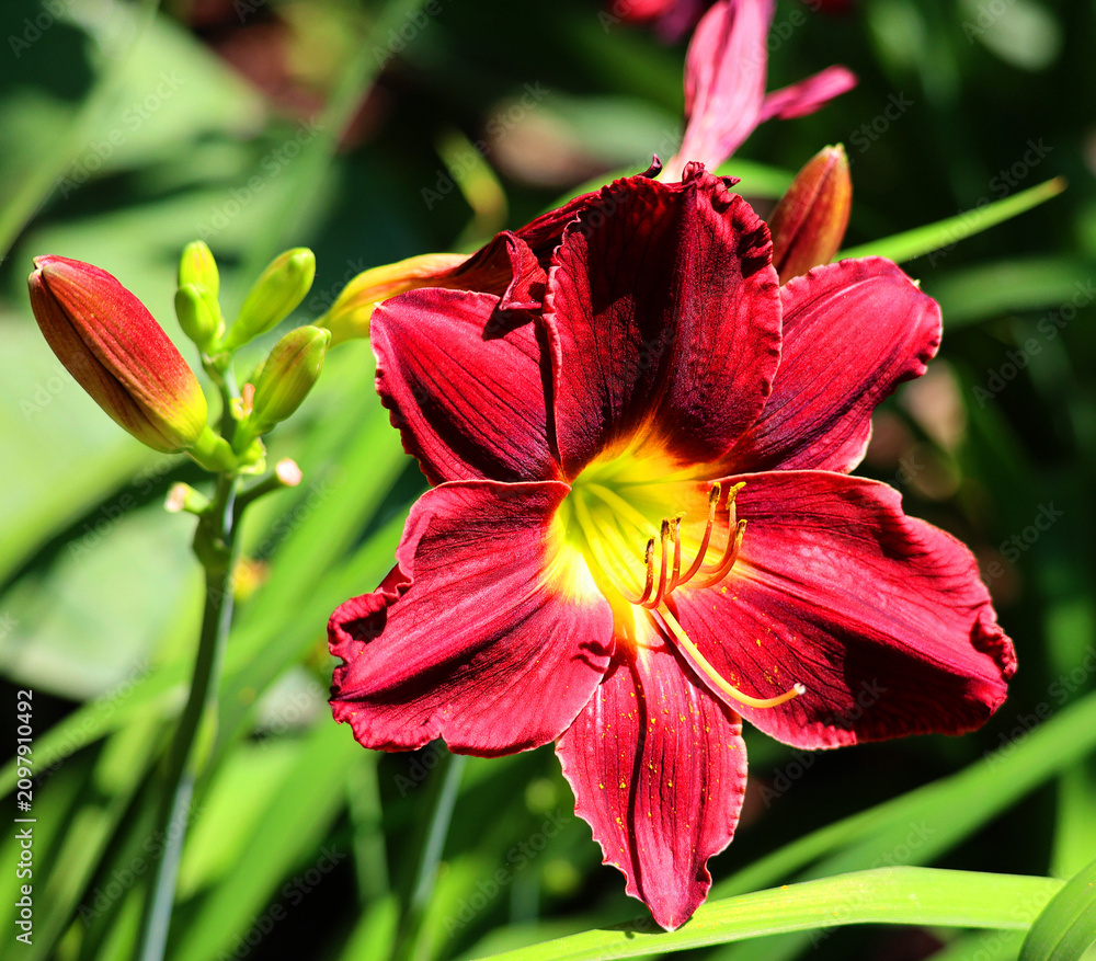 Fototapeta premium A daylily, day lily or ditch-lily is a flowering plant in the genus Hemerocallis a member of the family Asphodelaceae, subfamily Hemerocallidoideae, native to Asia