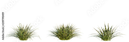 Cuadro en lienzo Japanese Sedge Grass tree, elevation, front view, cutout, transparent background, isolate, Three ornamental grass clumps on a transparent background, perfect for landscaping design projects