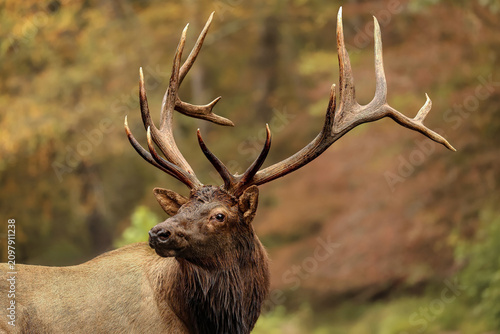 Huge Elk Bull Fall Rut Pause at River's Edge 