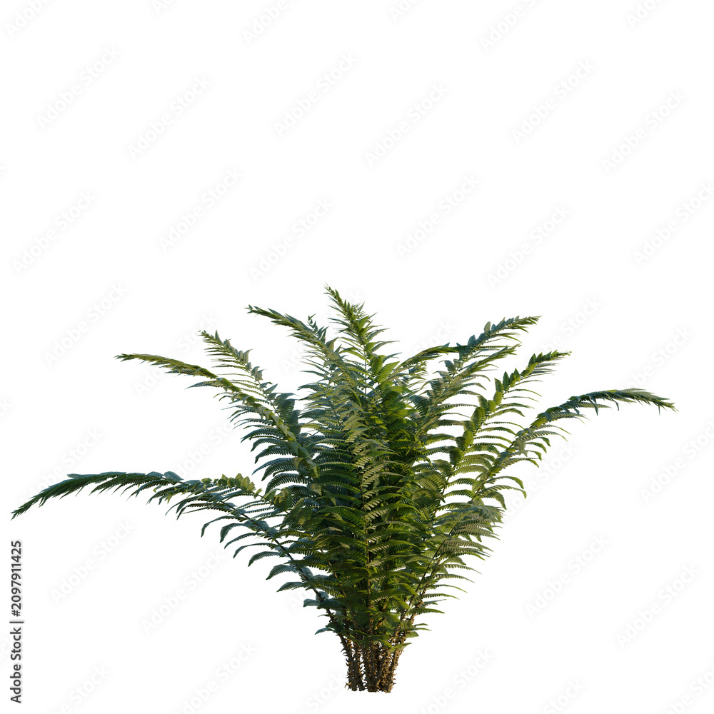 Fototapeta premium Wood Fern tree, elevation, front view, cutout, transparent background, isolate, Detailed Fern Plant with a Dark Background - Nature Stock Photo for Design Projects