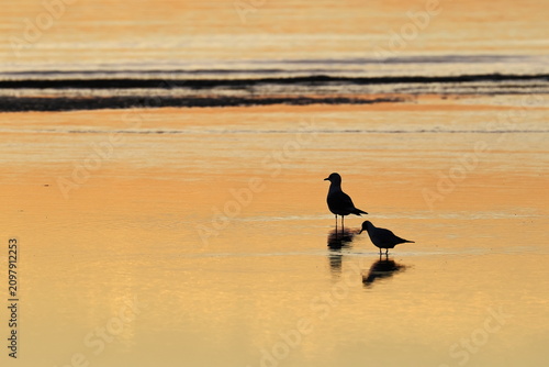Möwen am Strand bei Sonnenuntergang