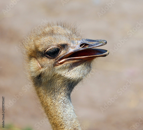 Fotografie Ostrich is one or two species of large flightless birds native to Africa, the only living member(s) of the genus Struthio