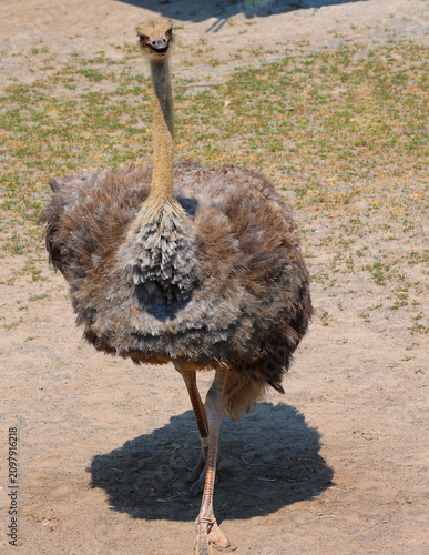 Fotografie Ostrich is one or two species of large flightless birds native to Africa, the only living member(s) of the genus Struthio