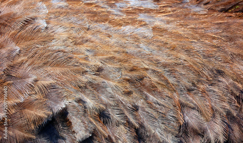 Konstfotografi Fearther of the ostriches, which make up the genus Struthio, are birds of the Struthionidae family