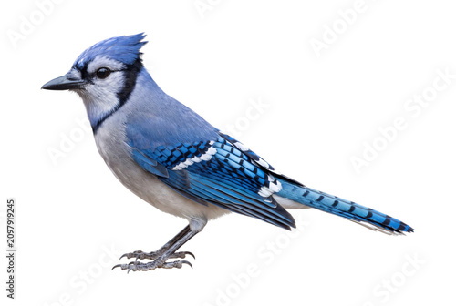 Obraz na plátně Blue jay perched detailed plumage isolated on transparent background