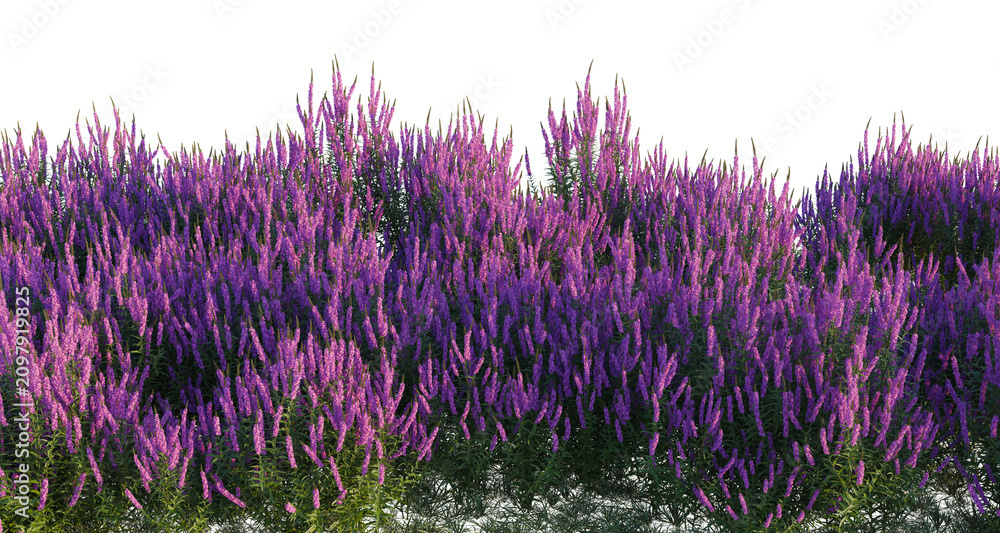 Fototapeta premium Lythrum salicaria tree shrub, plant bush, cutout, isolate transparent background, Vibrant Purple Lavender Field with Alpha Channel - Ideal for Nature & Floral Design Projects