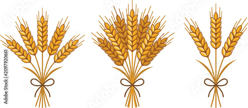 Cuadro en lienzo Golden Wheat Ears Sheaf Vector Set Tied with Rope Bow for Agriculture Icons Bake