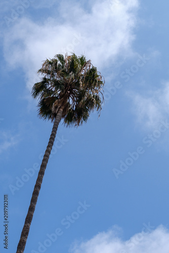 palm tree against blue sky