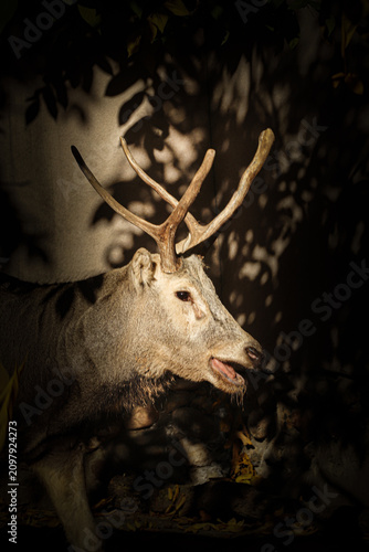deer.