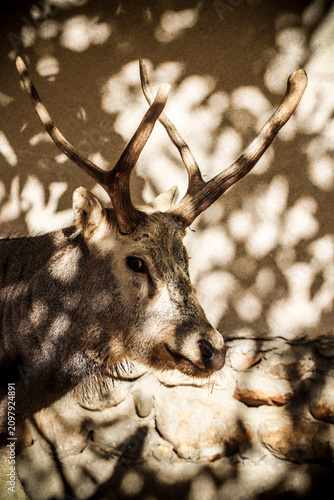 deer in the woods
