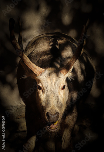 deer.