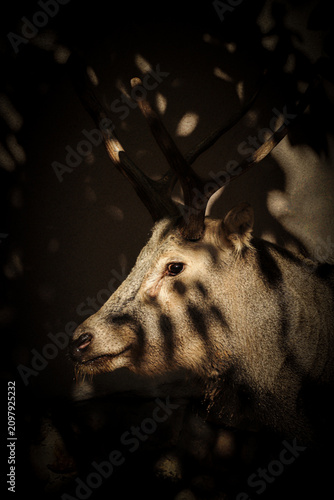 Deer.