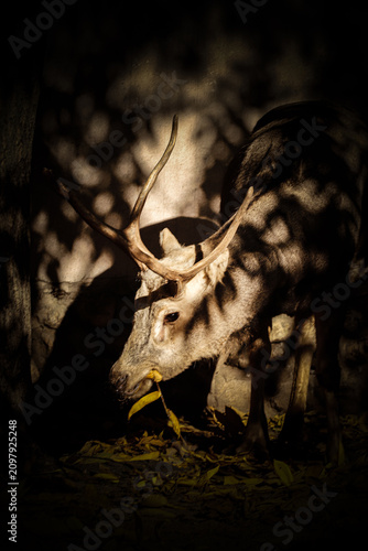  Noble deer.