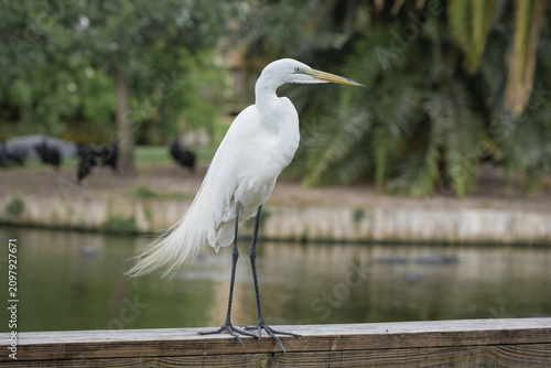 Wild Great White Egret standing in a bird rookery in St Augustine Florida. The great egret is a wading bird that can be found in wetland habitats.