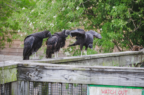 Black Vultures perched on a fence in a bird rookery in St Augustine Florida.