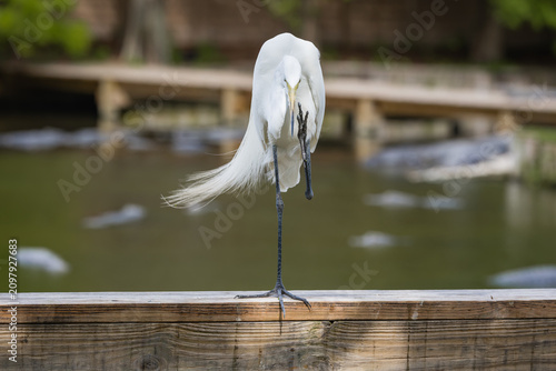 Wild Great White Egret standing in a bird rookery in St Augustine Florida. The great egret is a wading bird that can be found in wetland habitats.