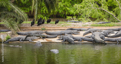 American Alligators collecting on a canal in an alligator farm in Florida.