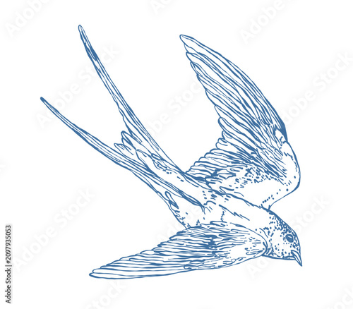 Swallow bird line art isolated on white background. Elegant hand drawn vintage sketch flying bird. Vector outline illustration