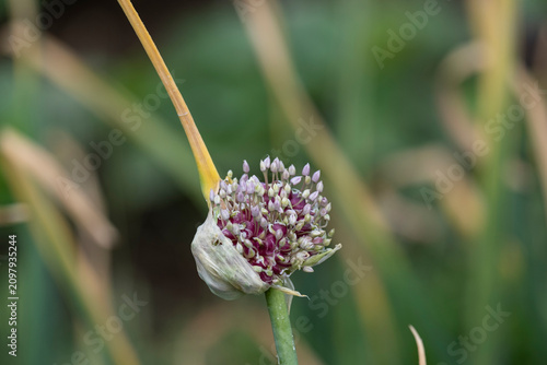 Close up of a growing garlic scape with opening flower bud and small bulbils on a green stem. Organic crop cultivation, vegetable gardening, summer agriculture and nature concept.