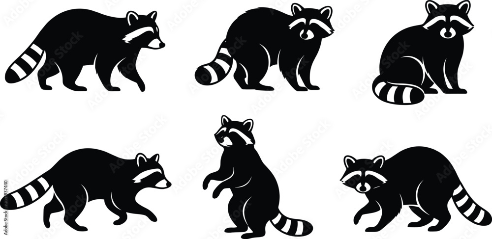 Fototapeta premium Raccoon Silhouette Set with Walking Standing and Sitting Wildlife Animal Vector Collection