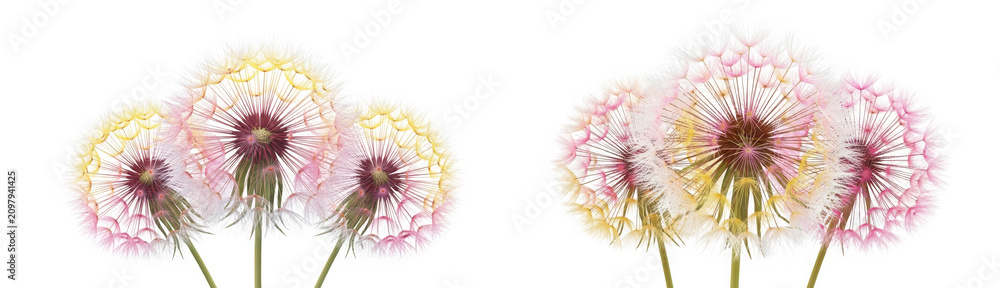 Obraz premium Two groups of colorful dandelion seed heads isolated on transparent background