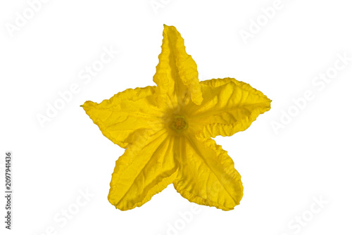 Cucumber flower macro showing yellow petals and central reproductive structure
