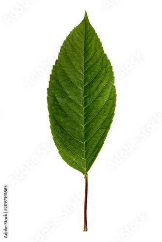 Cherry tree leaf serrated margin venation macro botanical detail