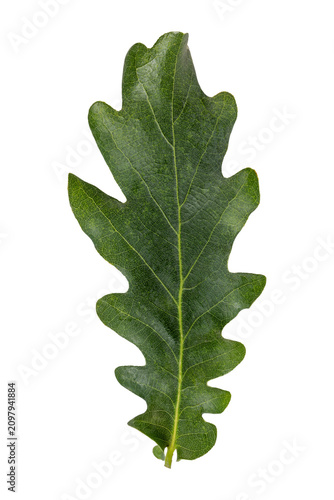 Fotografie Green oak leaf with lobed margins and central vein detail