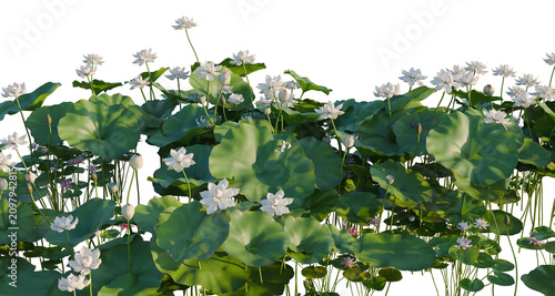 Фотография Nelumbo nucifera and Nymphaea tetragona and Zantedeschi tree shrub, plant bush,