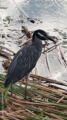Great blue heron Ardea cinerea
