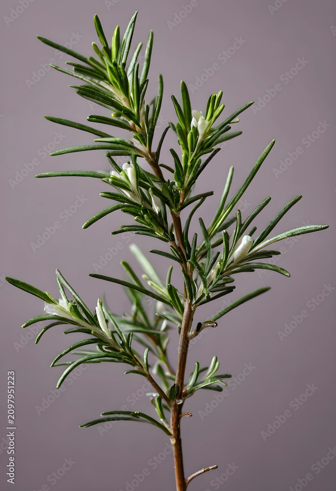 Obraz premium Fresh rosemary sprig with small white flowers