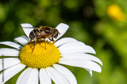 Photos Hoverfly Pollinating White Daisy Flower in Summer Garden