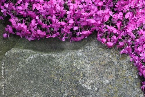 Detail of pink moss phlox (Phlox subulata) covering  big stone. Beautiful pink phlox flowers create natural background, copy space.