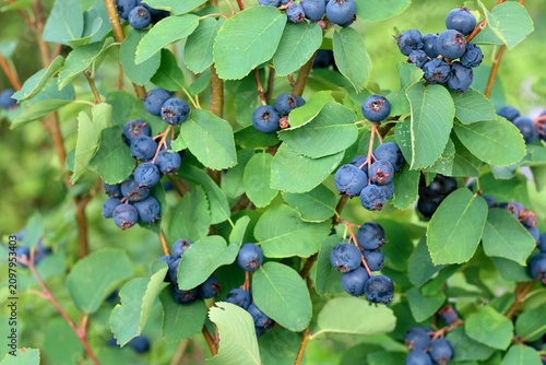 Bush with berries of Amelanchier alnifolia called Smoky Saskatoon, Pacific serviceberry, western serviceberry or dwarf shadbush. Detail of shrub branch with edible berry-like fruits.