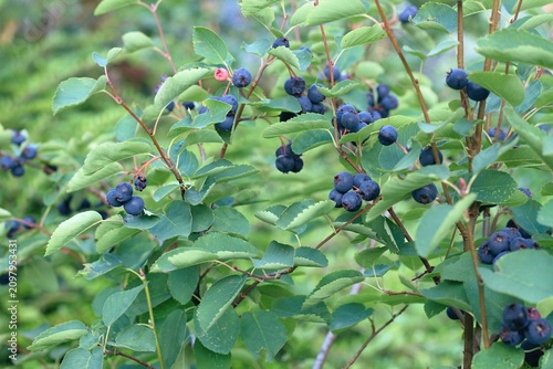 Bush with berries of Amelanchier alnifolia called Smoky Saskatoon, Pacific serviceberry, western serviceberry or dwarf shadbush. Detail of shrub branch with edible berry-like fruits.