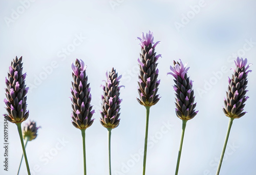 Close-up of blooming lavend...